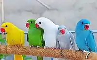 Pet rose-ringed parakeets are available in a wide variety of colours, including yellow, green, white, lavender and cyan.