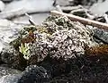 Psora decipiens, a squamulose lichen