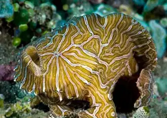 Psychedelic frogfish