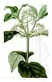 Psychotria elliptica