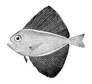 Fanfish Pteraclis carolinus