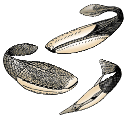 Image 51The extinct Pteraspidomorphi, ancestral to jawed vertebrates (from Marine vertebrate)