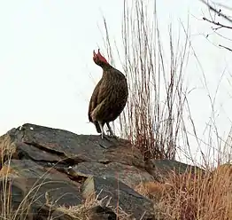 Swainson's spurfowl crowing from a hillock before sunset