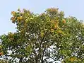 Pterocarpus marsupium tree