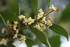 flowering sprig