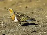 Pin-tailed sandgrouse