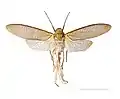 Phenacinae: Pterodictya reticularis