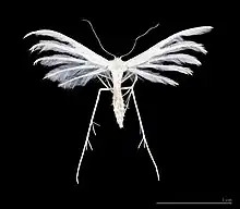 The plume moths (family Pterophoridae) have split wings