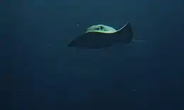 front view of a swimming stingray, with one of its wingtips flipped up