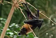 An orange bat with a black head and wings