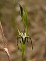 Pterostylis recurvaJug orchid