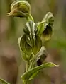 Pterostylis vittataBanded greenhood