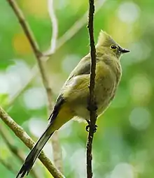 Long-tailed silky-flycatcher in Costa Rica