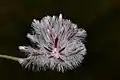 Ptilotus stirlingii (Lindl.) F.Muell. subsp. stirlingii