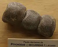 Teeth attributed to Ptychodus decurrens