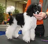 Miniature parti-Poodle