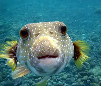 Many puffer fish species crush the shells of molluscs