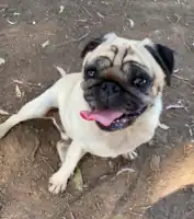 Pure-bred pugs are known for their unique facial wrinkles.