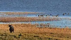 Sheep and a flock of Barnacle geese in Puise