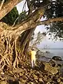 Tree growing on Tiga Island shore