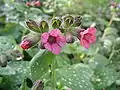 Flowers of Pulmonaria officinalis