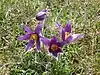 Pulsatilla Vulgaris On Therfield Heath