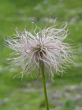 The diaspore of Pulsatilla (family Ranunculaceae) disperses in the wind, either as single achenes or as the entire aggregate of achenes. The achenes have long hairy appendages that developed from the style of the flower.