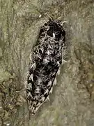 Pupa