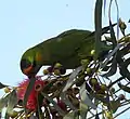 Purple-crowned lorikeet, Port Augusta, South Australia