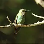 female / Utuana Reserve - Ecuador