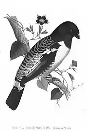 A black and white drawing of a bird perched in a tree. The head is black, the throat a lighter shade of gray, the belly white, and the back black with white edging to the feathers.
