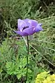 Purple anemone in the Judean mountains
