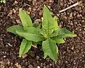 Young developing plants show foliage reminiscent of Asclepias syriaca.