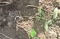 Root system of pot grown purple milkweed