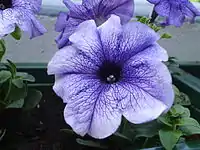 grandiflora Petunia 'Blue Daddy',
