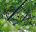 Purple rumped sunbird, BRT WLS Chamarajanagar