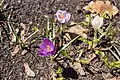 Purple and white crocus vernus.