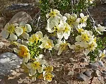 Stansbury's cliffrose (Purshia stansburyana)