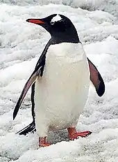 Antarctic penguin (Pygoscelis papua ellsworthi) also known as red peak penguin
