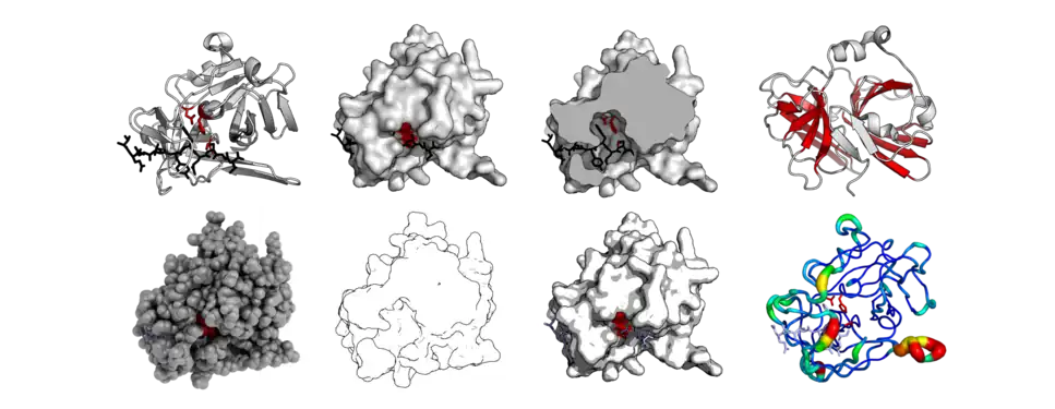 The same protein structure (TEV protease - PDB: 1LVB​) rendered in different modes. Standard cartoon, surface, cut-through of surface, highlighted barrels, 'QuteMol'-like, 'Goodsell'-like, glossy-surface, and b-factor putty.