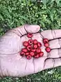 Pyracantha crenulata (Ghingharu) Berries