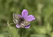 Aegean skipper