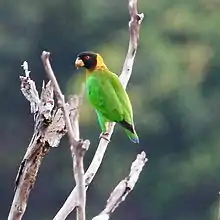 A green parrot with a yellow neck, a black head, and red irises