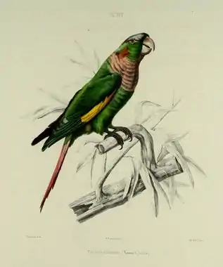 A green parrot with yellow-tipped wings, a peach throat, a white forehead and eye-spot, and a red tail