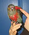 Crimson-bellied parakeet(Pyrrhura perlata)