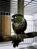 Black-capped parakeet(Pyrrhura rupicola)