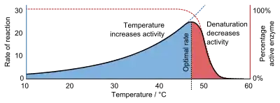 A graph showing that reaction rate increases exponentially with temperature until denaturation causes it to decrease again.