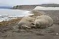 Walruses resting on the shore of Severny Island.