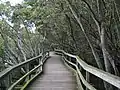 Gardens Point: Boardwalk through the mangroves