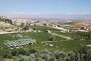 Grapes in vineyard below village of Qsarnaba